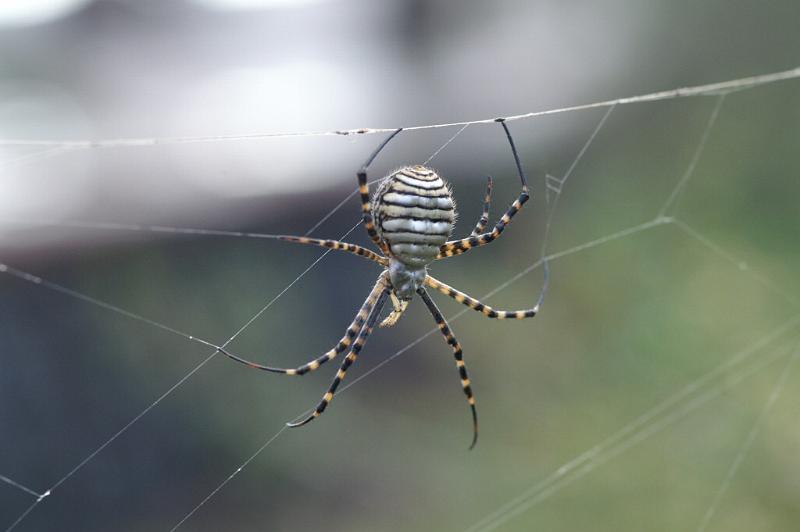 Argiope_trifasciata_D3243_Z_88_Valle Gran Rey_Spanje.jpg